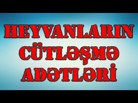 Heyvanların cütləşmə adətləri - Bilmədikləriniz