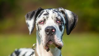 Travel Tales Vacationing with Your Great Dane