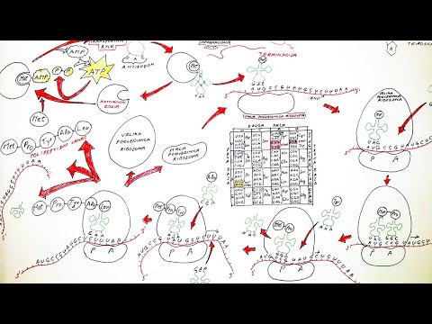 GENSKA EKSPRESIJA: OD DNK DO PROTEINA (BIOSINTEZA PROTEINA: TRANSKRIPCIJA I TRANSLACIJA)