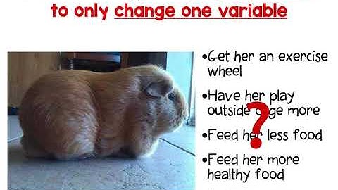 Variables introduction video