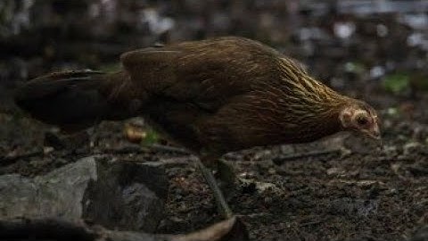 tiếng gà mái gọi trống cực chuẩn suab poj qaib seev zoo heev li dib tuaj zoo heev ,ไก่ต่วตัวเมีย 💯