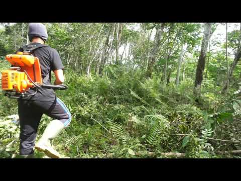 modifikasi mesin rumput, langsung babat tebalnya belukar ...
