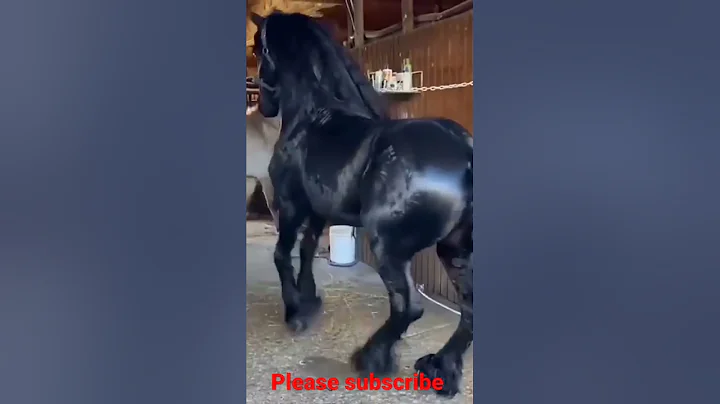 funny horses |funny horse videos |horse videos |funny horse fails |p2