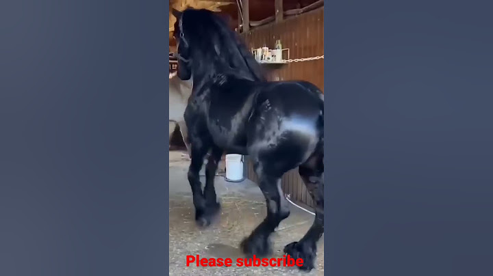funny horses |funny horse videos |horse videos |funny horse fails |p2