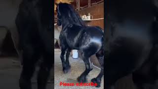 Funny Horses Funny Horse Videos Horse Videos Funny Horse Fails P2