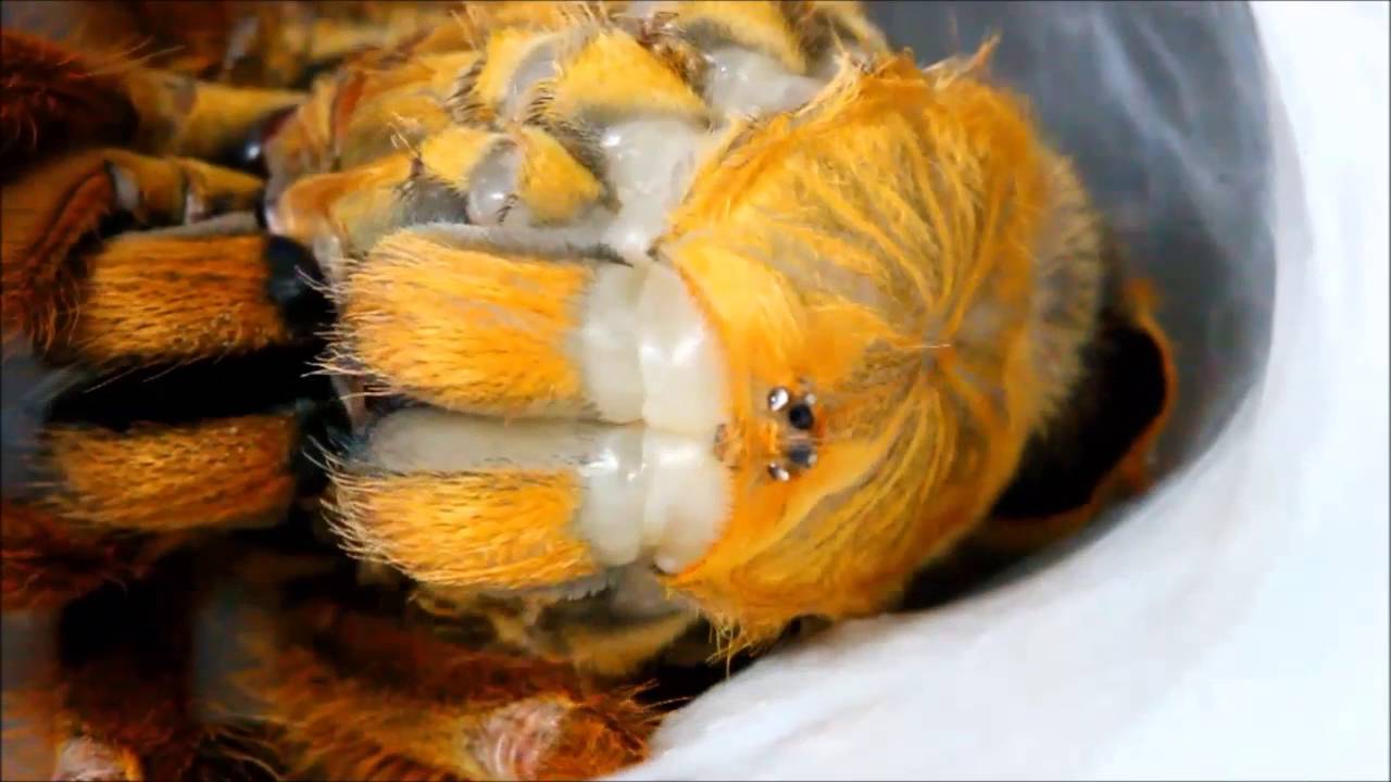 camera iphone 8 plus apk Tarantula Molting (แมงมุมทารันทูร่าลอกคราบ) : Pterinochilus murinus "RCF"
