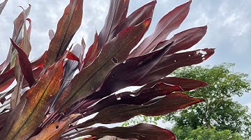 Huyết dụ, có cây này như “Bảo bối” trong tay, trị đống bệnh mà ít người hay biết. Đại tràng HG