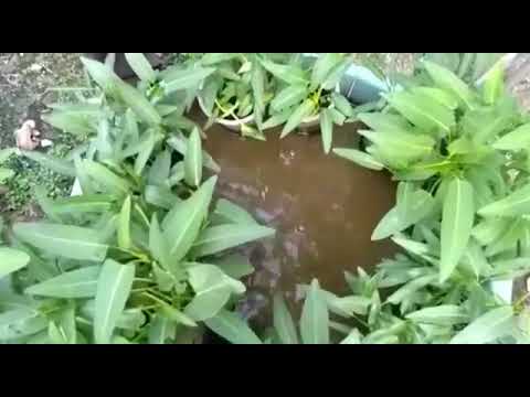 Budidaya ikan lele di ember plastik 