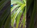 Plants 🌿
