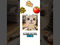 meme pizzeria del gatito #memes