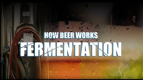 Beer Brewing Process | How beer works-fermentation？