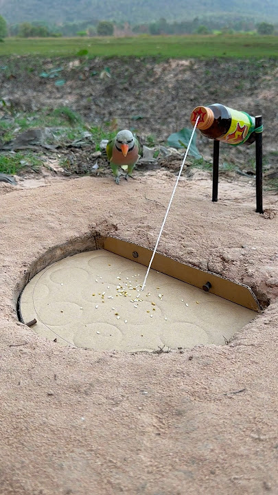 innovative bird trap #youtube