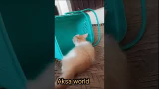 My sweet lovely persian pet cat  doing mischief .|Aksaworld