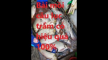 Bài mồi câu lục trắm cỏ trắm trắng cực chuẩn