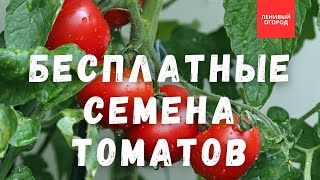 Правила сбора семян томатов | Заготовка семян помидоров | Возможен ли сбор семян гибридов помидоров