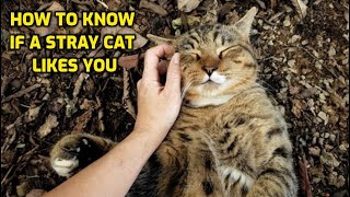 5 Signs A Stray Cat Likes You