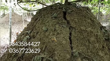 Hiện tượng sắn dây xuống củ và bón phân đúng thời điểm giúp cây đạt năng suất | #14 Thanh Nhàn