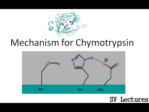 Mechanism of Chymotrypsin