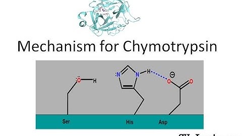 Mechanism of Chymotrypsin