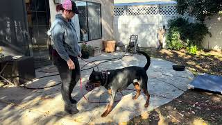 Working on Fetch to improve impulse control and meet a dogs needs. by Ruff Beginnings Rehab Dog Training and Rescue 407 views 3 months ago 12 minutes, 12 seconds