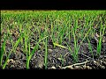 Всходы пшеницы в засуху! Это крах или победа?
