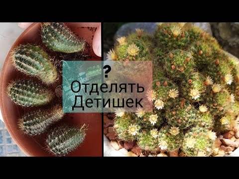 Видео: Разлика между Коледа и Великденски кактус