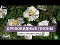 Древовидные пионы. Лучшие сорта.18+