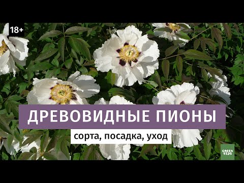 Древовидные пионы. Лучшие сорта.18+