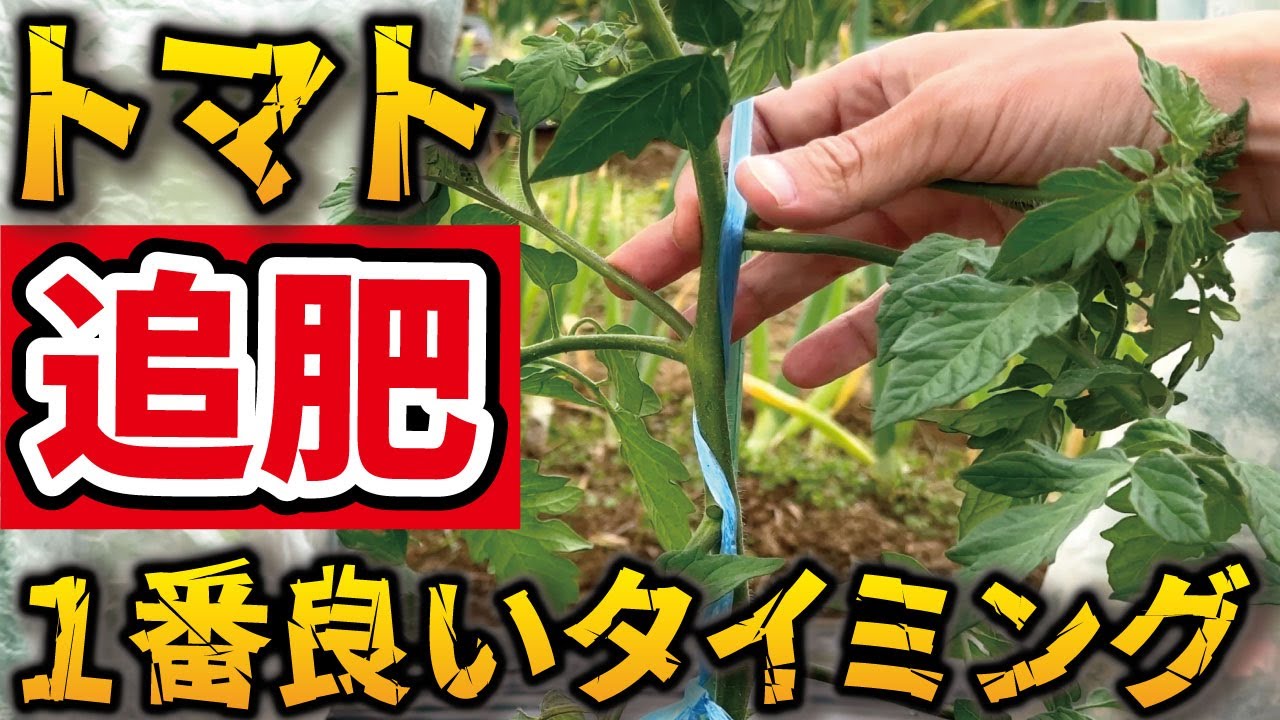 トマト 追肥 タイミング