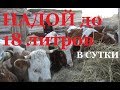 ВЕРНУЛАСЬ в ДЕРЕВНЮ в СЕМЬЮ  к ХОЗЯЙСТВУ