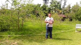 106 0524公園國小小小解說員第二次練習 羊蹄甲林QA
