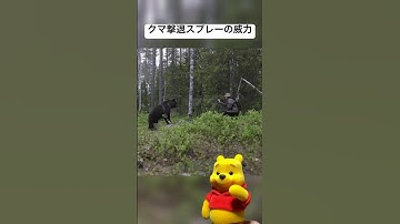 熊撃退スプレーの威力　#shorts