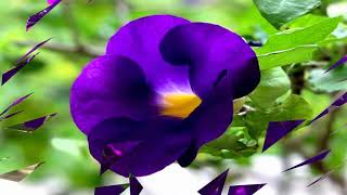 I love flowers this purple! (HD1080p)