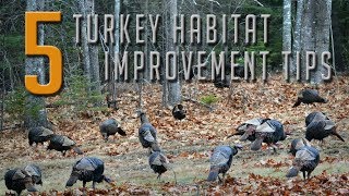 5 Tips to Attract More Turkeys!