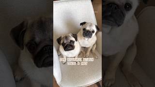 Two pugs with very different but pugfect personalities 🤗🤍 #pug #dog #shorts