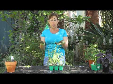 Video: Løg og frost - tips til at beskytte løgplanter mod kulde