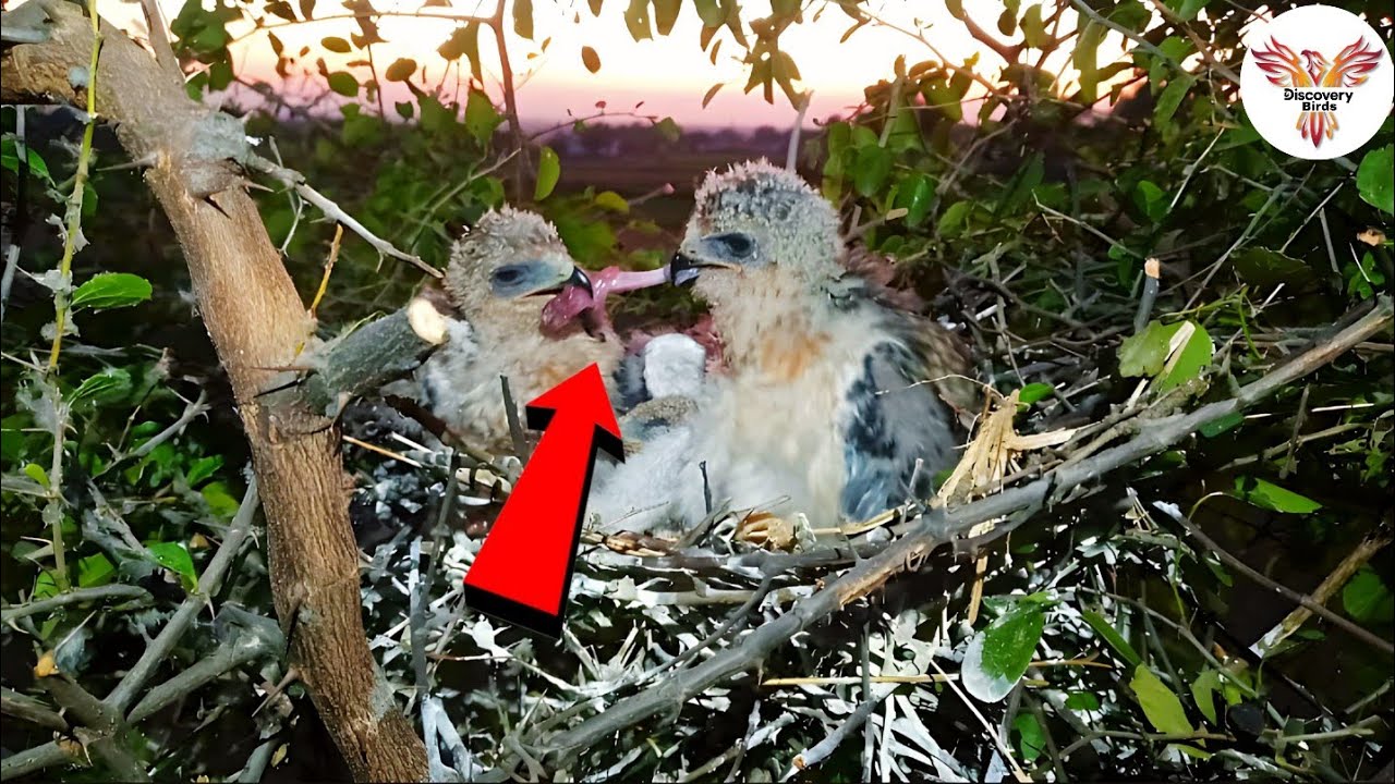 Battle for Survival: Rare Footage of Baby Raptors Competing for Food ...