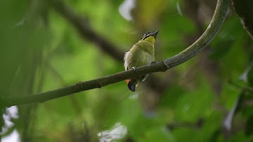 Red-Rumped Tinkerbird, Pogoniulus atroflavus