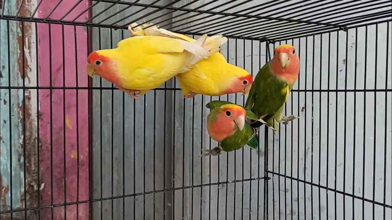 African love birds sale Kerala 2 pair breeding pair DNA pair 2500