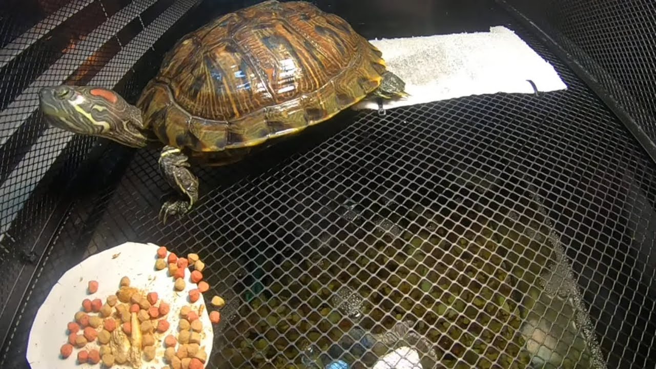 ️LIVE NOW ️ Turtle Cam!! YouTube