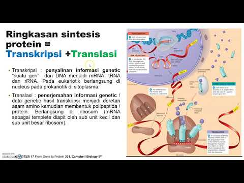 Ribosom dan Sintesis Protein Part 1