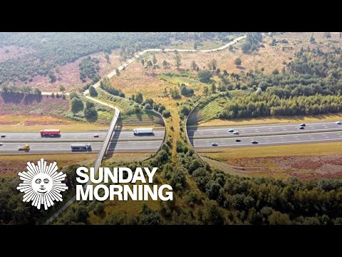 How wildlife crossings protect both animals and people