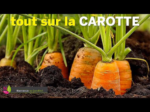 Vidéo: Nantes Carrot Information - En savoir plus sur la culture des carottes nantaises