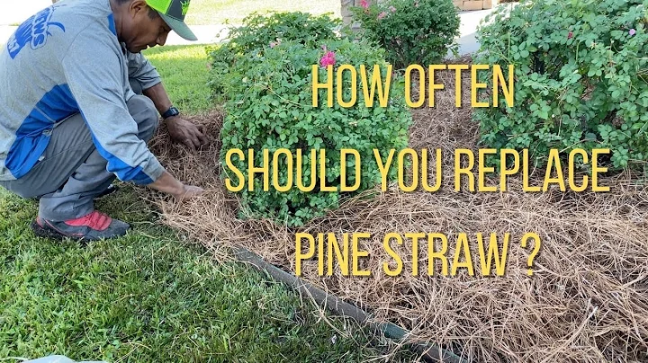 Should I remove old pine straw? (2025)