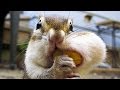 Best and funniest squirrel  amp  chipmunk videos – Funny and cute animal compilation