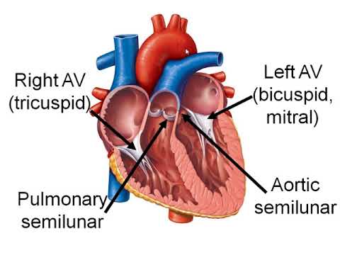 Chapter 11 Heart recorded lecture - YouTube