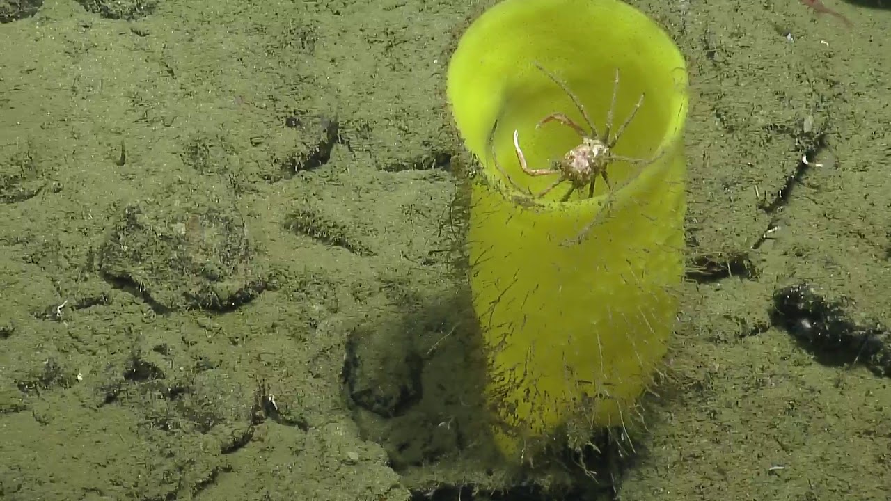 ROV Hercules Dive NA124 H1844 2020 11 02 18 58 48 890 UTC 1 W1