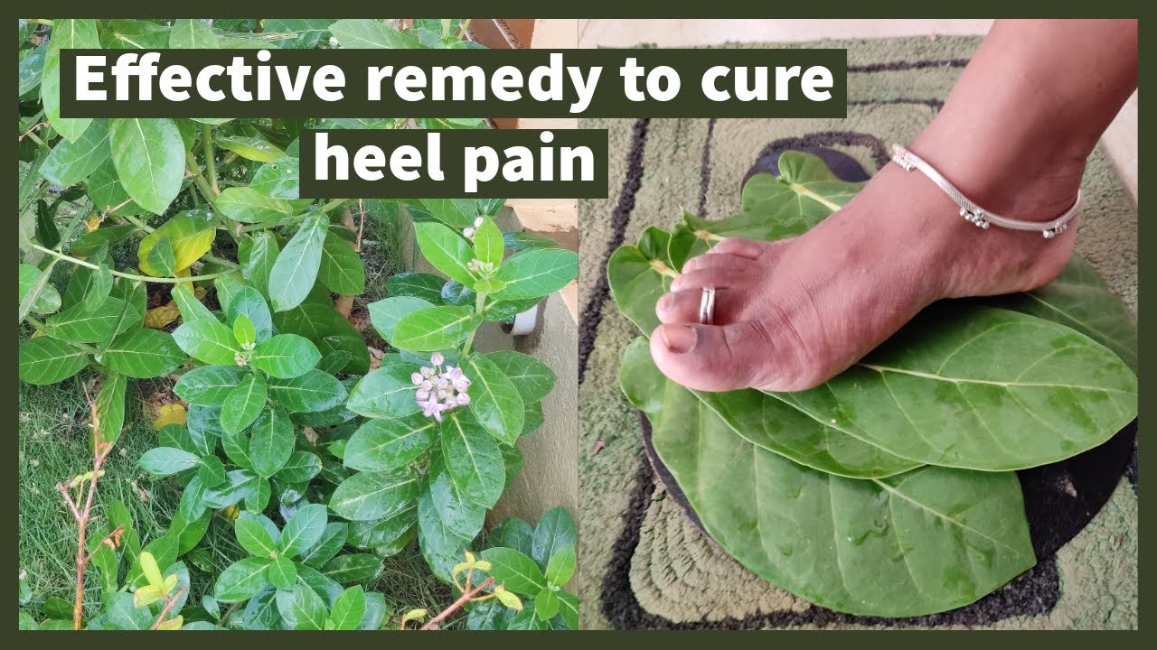 Effective Home Remedy For Heel Pain குதிகால் வலி வீட்டு வைத்தியம்