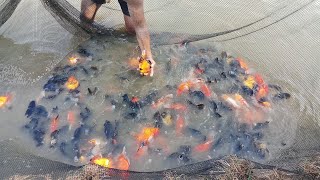 Goldfish Pond - High quality goldfish farm in Thailand