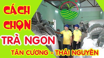 Trà Ngon Tân Cương Thái Nguyên | HTX TRÀ XANH THÁI NGUYÊN